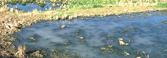 Campo de arroz en proceso de inundacin con aguas residuales de origen urbano e industrial sin depurar proveniente del canal L'alqueressa-Azarbe. Imagen realizada el 11 de enero de 2003.