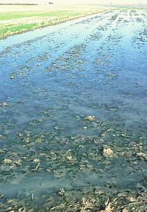 Campo de arroz ya segado que se llena de agua contaminada del Canal L'Alqueressa-Azarbe el 11 de enero de 2003
