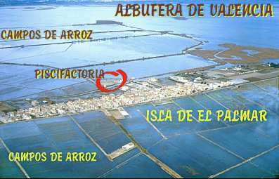 Imagen de 1988 del pueblo de El Palmar rodeado de las aguas de La Albufera de Valencia. En rojo la ubicacin de la piscifactora (19442 bytes)