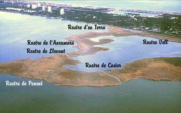 Imgen area de la "Mata del Fang" en la Albufera de Valencia, con la Dehesa y el Mediterrneo al fondo, realizada en febrero de 1985. Se enumeran los distintos "rastres" o canales. (33330 bytes)