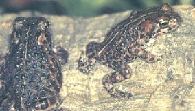 Juveniles de calamita con su caracterstica raya dorsal y glndulas paratoideas