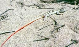 Acanthodactylus erythrurus (Schinz, 1833). Ejemplar juvenil. Dehesa del Parque Natural de la Albufera de Valencia