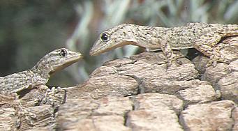 Imagen nocturna de dos juveniles de salamanquesa común que al tomarla con luz relámpago se pueden observar las pupilas dilatadas para una mejor visión nocturna (16232 bytes)