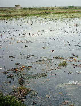 Aguas residuales sin depurar de origen urbano e industrial son utilizadas en los campos de arroz, con riesgo para la salud de las personas a la vez que ocasiona graves consecuencias para la fauna del Parque