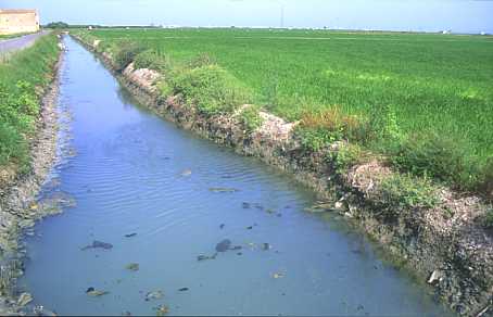 El agua con cargas de materia contaminante utilizada para el riego de productos para el consumo humano 