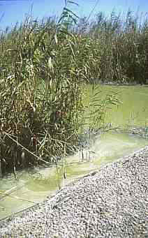 Imagen realizada el 11 de septiembre de 1999. Aspecto del agua deteriorada al haberse cortado el flujo del agua. 