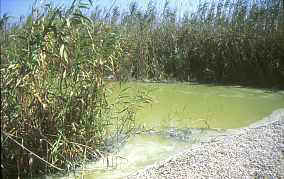 Imagen realizada el 11 de septiembre de 1999.  Aspecto del agua estancada. 