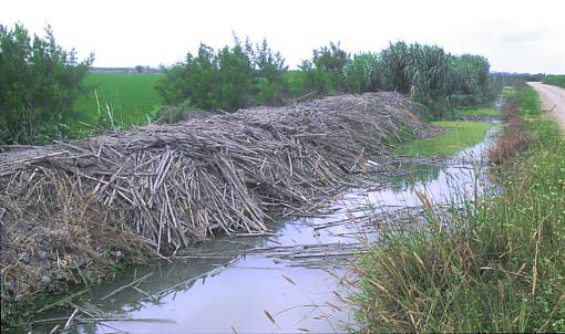 Canal o foso que bordea toda la reserva cuya realización ilegal ha dañado a toda la vegetación. (33431 bytes)
