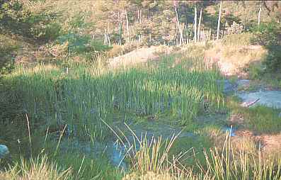 Hbitat salvaje de Pleurodeles en el municipio de Benejama (Alicante) en 1998.  