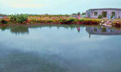 "Font Salada", en el Parque Natural de Pego-Oliva, donde se localizaba con frecuencia la aguja de río. (10 Kb)