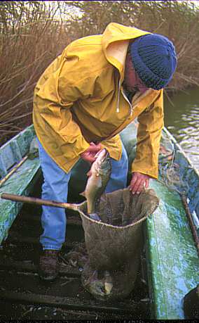 El bass es una especie exótica en la Albufera de Valencia. Un ejemplar capturado en una nasa de las utilizadas para la captura de la anguila es observado en un salabre. (24559 bytes)