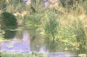 Río Serpis a la altura del "Barranc de l´Ancantà" (TM de Lorxa), donde ha sido descrita la presencia del samaruc.
