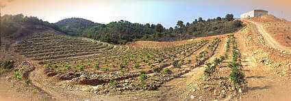 Transformación de monte a cultivo de cítricos en Pedralba 
