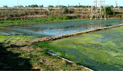 Campo de arroz afectado por las aguas de la EDAR de Pinedo