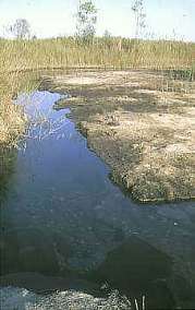 La "Reserva del Samaruc" en Xeresa en 1999. 
